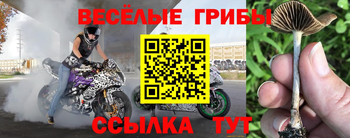 Псилоцибиновые грибы прущие грибы Клинцы